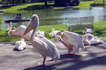 Pelikan in the Park