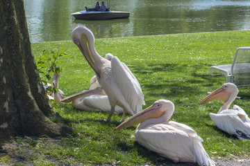 Pelikan in the Park