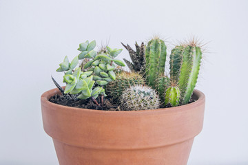 cactus in orange clay pot 