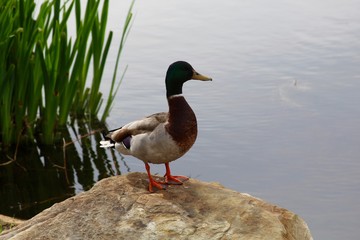 The duck standing on the rock near the water of the pond.