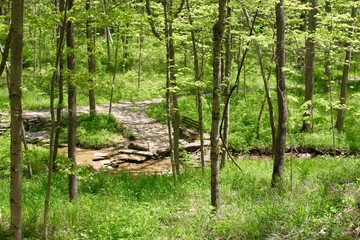 A view of the creek and the forest landscape from hill.