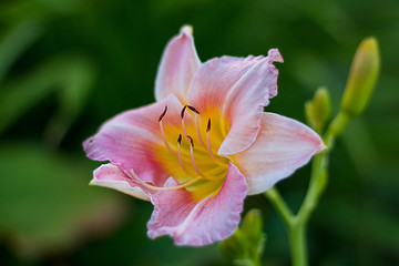 Fototapeta premium hoddy, gardening, summer, flower, day, lily, colour,