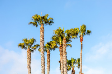 Palm Trees