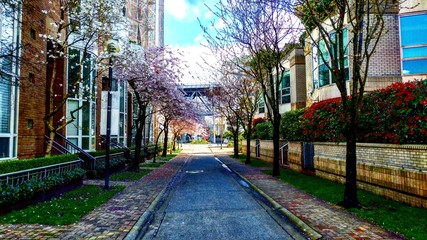 Walking under the cherry blossoms