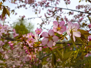 Obraz premium Sakura blossoms. Selective focus.