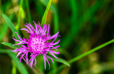 purple flower