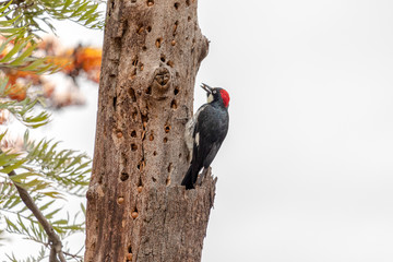 Woodpecker