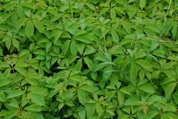 vegetative texture of a set of green leaves on branches of bushes