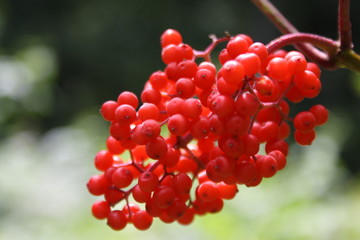 Red fruit of viburnum