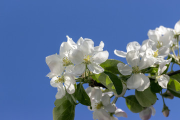 White flowers and a blue sky