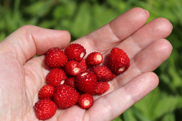 A handful of wild strawberries in the palm of hand. Sweet summer berries. Macro. Against the...