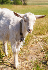 Homemade white goat on pasture in summer