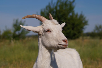 Homemade white goat on pasture in summer