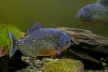 Closeup of the ferocious red piranha fish (Pygocentrus nattereri).