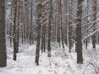 beautiful pine forest