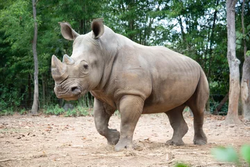 Vitrage gordijnen Witte neushoorn © J.NATAYO