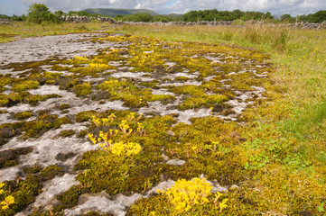 The Burren, County Clare, Ireland