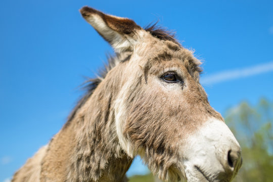 Osioł-Bilder: Stock-Fotos & -Videos. | Adobe Stock
