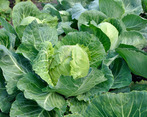 close-up of organically cultivated cabbage plantation in the vegetable garden