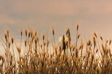 Obraz premium Beautifully Illuminated Plants at Sunset