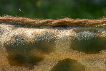 Close up of giraffe skin.Giraffe skin texture for backgrounds.