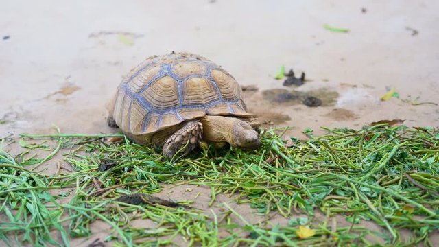 Turtle eating food on ground. It big and special bony or cartilaginous shell for shield. Turtles are diapsids of the order Testudines or Chelonii. It cute and pretty pet animals 