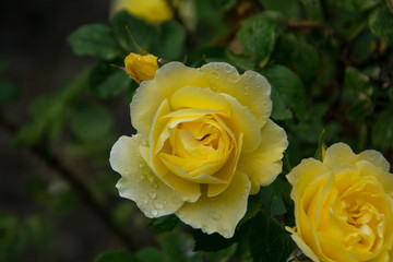 Yellow rose blossom, close up