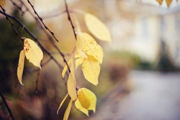 Autumn background with yellow leaves on branches.