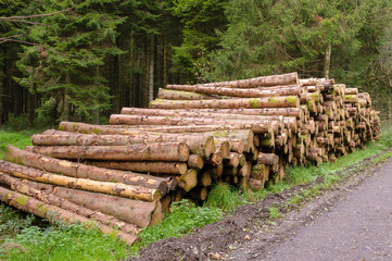 Forest Service fell thousands of Japanese Larch after an outbreak of Phytophthora ramorum. NORTHERN...