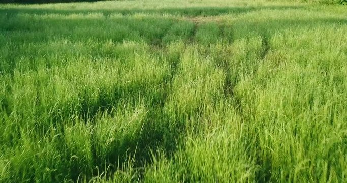 Sorvolo su campo di erba