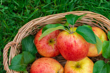 Red and yellow ripe apples Gala sort in the basket