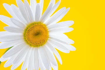 Naklejka premium One white chamomile on yellow background with space for your text. Summer background. 