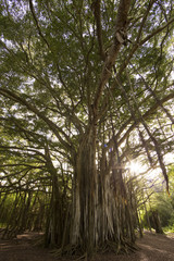 Banyon Tree on Oahu island in Hawaii, version 2