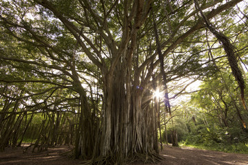 Banyon  tree on island of Oahu in Hawaii