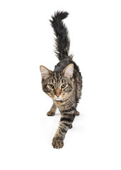 Black and Gray Tabby Cat Walking