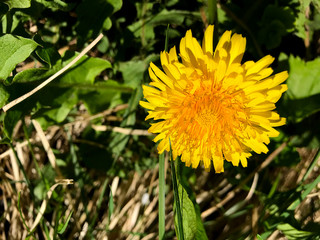 Yellow dandelions in green grass.