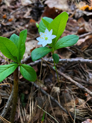 A small white flower in the forest.