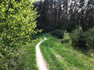 Fototapeta na wymiar A path in the forest.