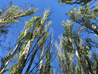 Spring poplars against the blue sky.