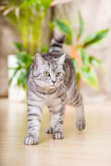 Getigerte Katze läuft durch die Wohnung