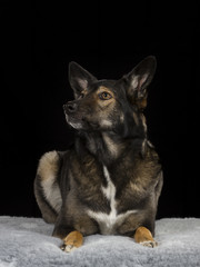 Big dog isolated on black.