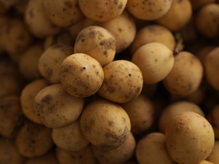 Wollongong From Thailand fruit Ready to eat From the tree In the garden Yellow gold