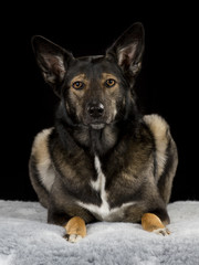 Big dog isolated on black.