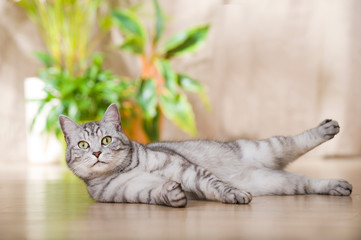 Getigerte Katze liegt in der Wohnung