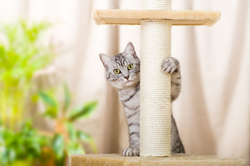 Plakat Getigerte Katze am Kratzbaum