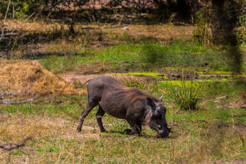 Pumba en safari africano