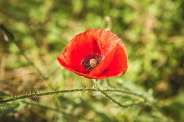 Poppy flower blooming in a meadow