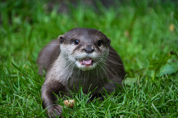 Young otter walking on the grass and looking at the spectator