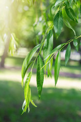 Branch of willow with beautiful green leaves growing in the park © Olga Soloveva