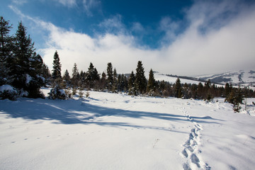 Fototapeta na wymiar The charming forest in winter